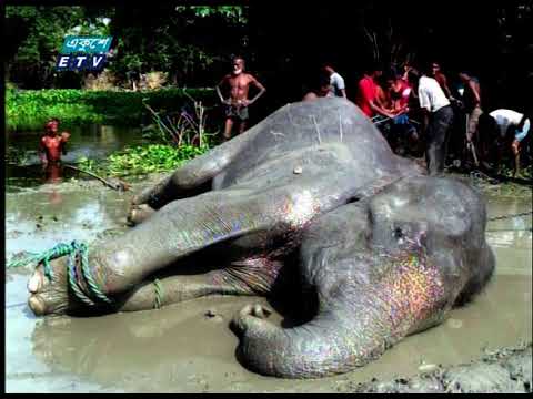 অরক্ষিত হয়ে পড়ছে বন্যপ্রাণী