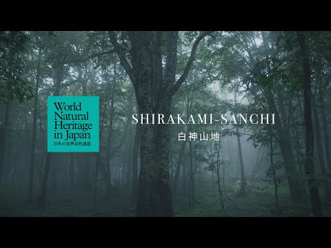 Através de um dia em Shirakami-Sanchi | Patrimônio Natural Mundial no Japão