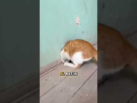 Gatos y ratones que se convirtieron en Tom & Jerry #gatos #mascotas #cats