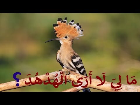 Tafsiirka Suuratu Naml [ 20 - 35 ] ┇► Sh Cabdirisaaq Sh Cabdi Nuur