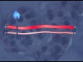 RNA Interference [HD Animation]