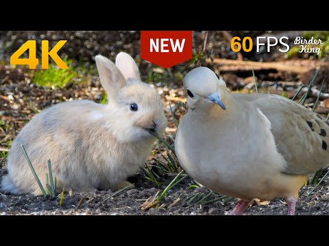 Cat TV for Cats to Watch 😺 Cute Bunnies and Bird Friends 🐦 60FPS New Edition 8 Hours 4K