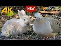 Cat TV for Cats to Watch 😺 Cute Bunnies and Bird Friends 🐦 60FPS New Edition 8 Hours 4K