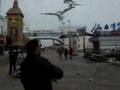 Seagulls Dive Bombing For Fries