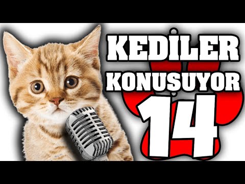 Konuşan Pisiler #14 - En Komik Kedi Videoları