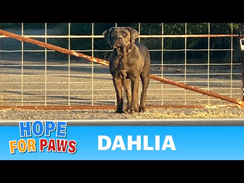 Dog with NO EYES abandoned on the side of the road! PLEASE HELP HER! #dogrescue