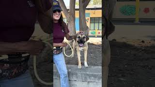 Video preview image #1 Retriever -Unknown Mix Puppy For Sale in Pasadena, CA, USA
