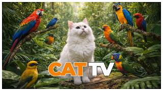 6 Hours of Cat TV | Bird Watching Footage & Calming Music for Indoor Cats