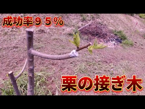 なぜ8月に果樹を接ぎ木するのでしょうか？どうすればうまくいきますか？  庭園