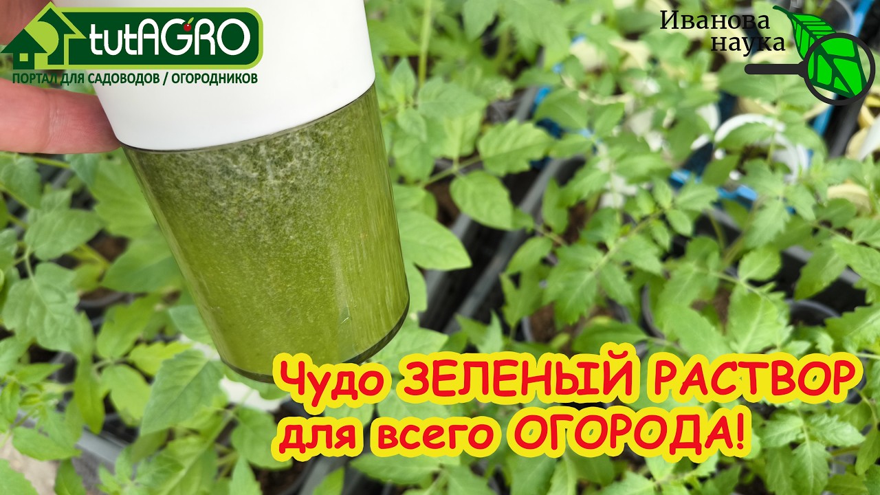 Залейте это под корень! Только ЭТО средство СПАСЕТ весь огород:   защита и пит