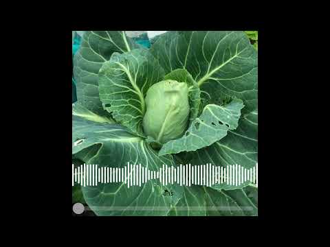 How many cabbages can you eat in a month?