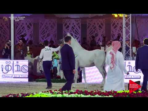 N.264 DHABI AL HAWAJER - Asharqia Classic 2018