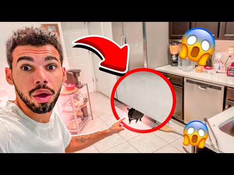 MUDEI PARA UMA CASA CHEIA DE RATOS | Cris |