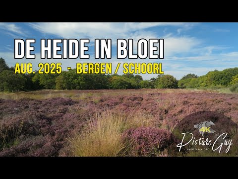 Cycling by the sea and purple heather in Bergen & Schoorl 🚴🌸