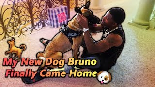 My New Dog Bruno Finally Came Home