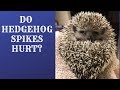 Do Hedgehog Spikes Hurt?