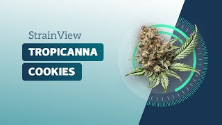 Tropicana Cookies - Strainview