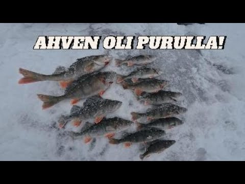 Ahven oli purulla jigiin ja tasuriin! Haukikin kävi mestoilla!