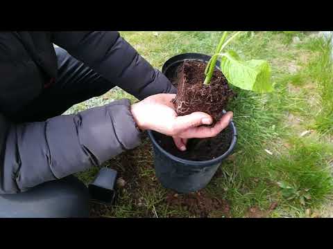 Brugmansja z biedronki, datura, bieluń.