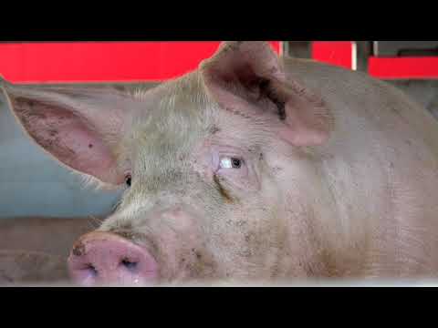 , title : 'Controle op hittestress bij het vervoer van varkens'