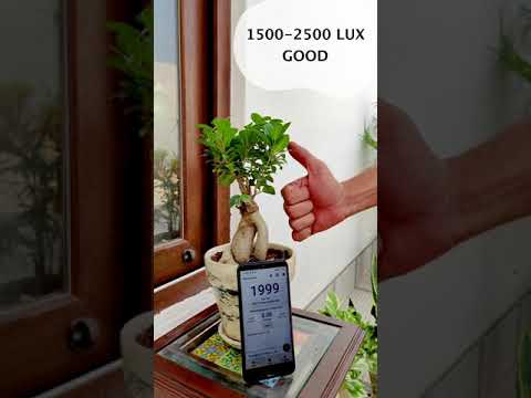 Where to keep Bonsai plants?