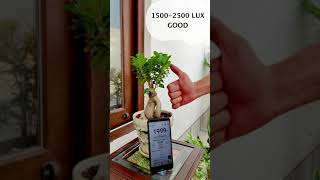Download lagu Where to keep Bonsai plants? mp3