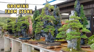 Download lagu Trees That Grow From Stone | Nature's Bonsai mp3