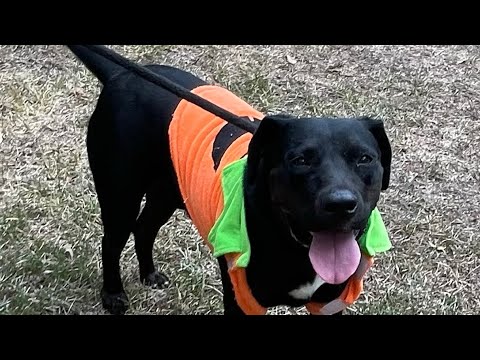 Chico, an adoptable Black Labrador Retriever Mix in Warwick, RI_image-1