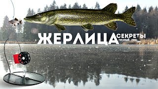 Секреты ловли щуки зимой на жерлицу