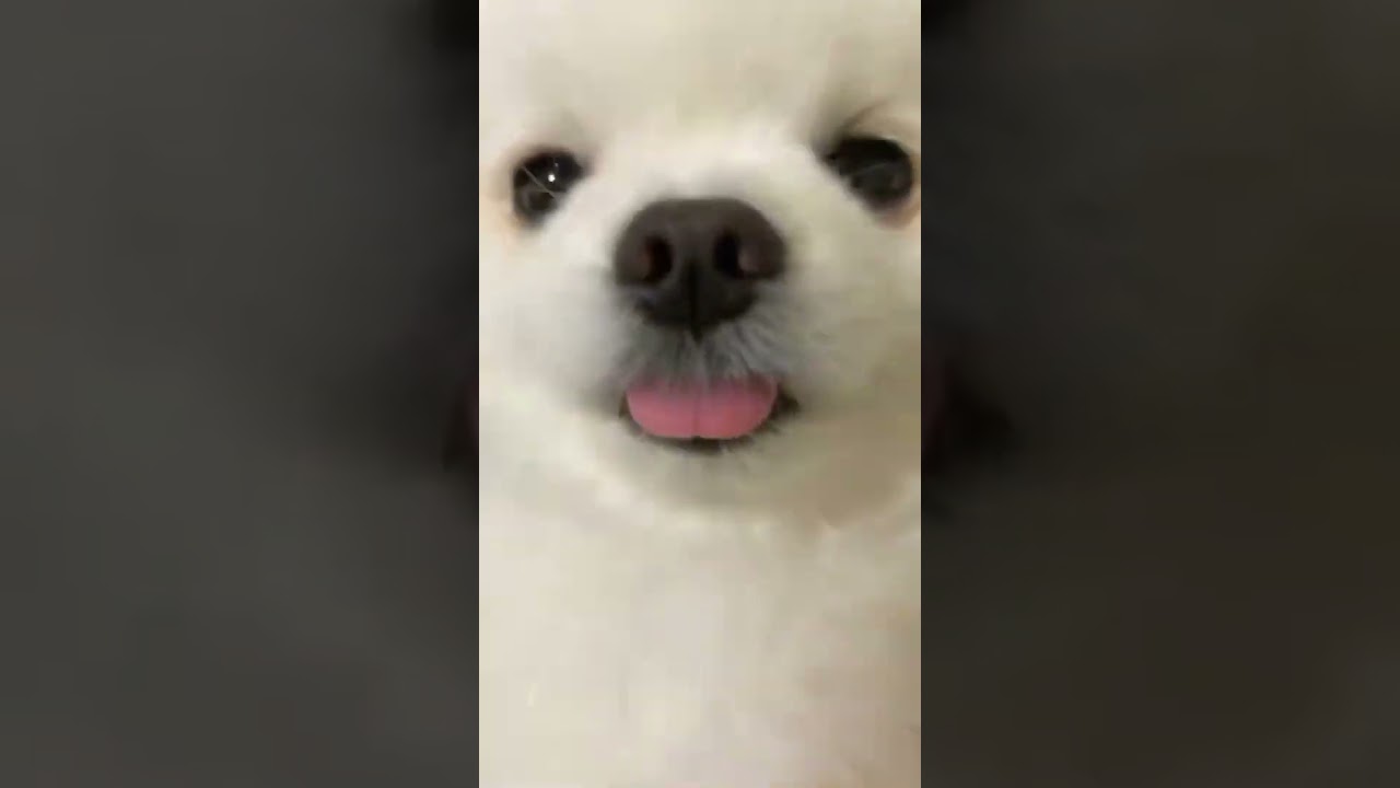 PetVault video preview 07