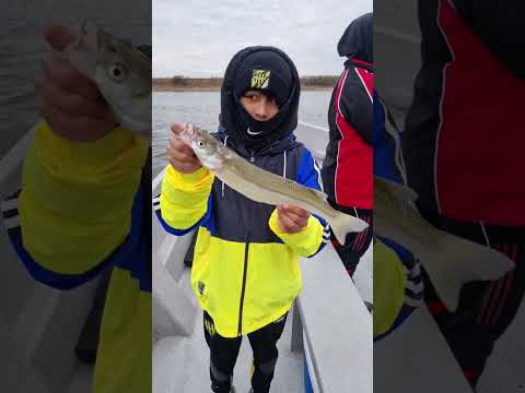 9 de Julio, hermosa pesca en laguna Viamonte de Cordoba  guia @milipesca tel 3537443899.