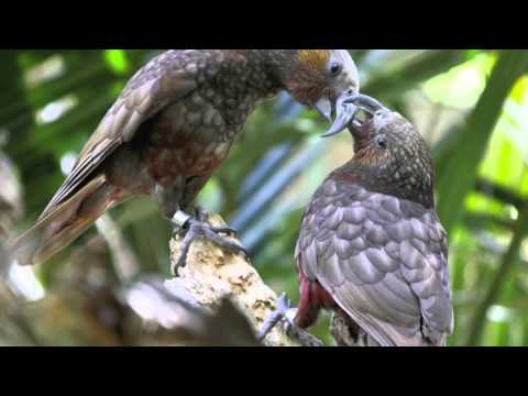 Ron & Fez - East Side Dave Vs. Typo Fez