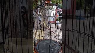 Download lagu Pleci dakbal belajar nembak mp3 Download lagu Pleci dakbal belajar nembak mp3