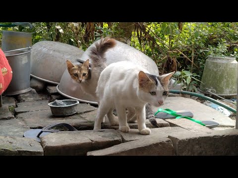 Cat Couple playing and doing romance