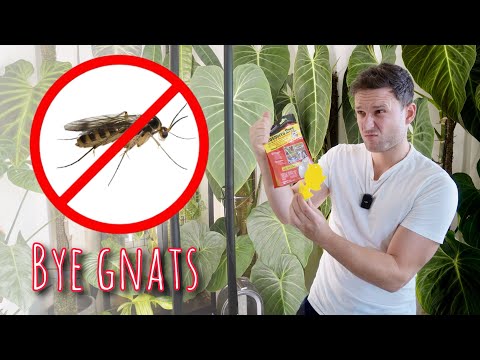 🦟Fungus Gnat Battle
