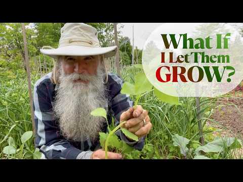 Weeds: Garden Allies? Rethink Your Ecosystem