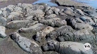 Herds of endangered hippos trapped in mud in drought-hit Botswana | VOA News
