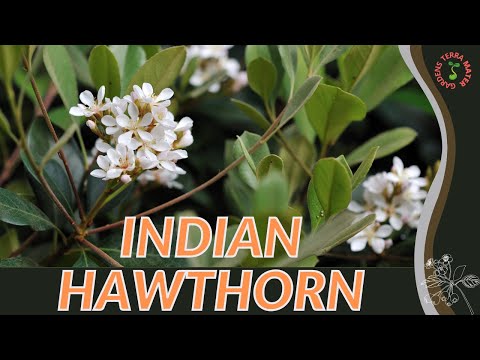 INDIAN HAWTHORN Information & Growing Tips! (Rhaphiolepis indica)