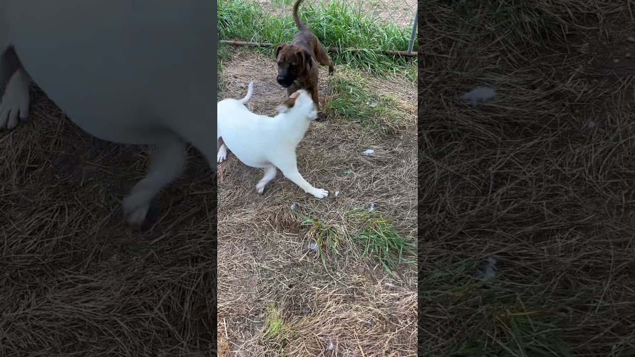 Boone, a Adoptable Mixed Breed in Morrisville, VT video 6/6