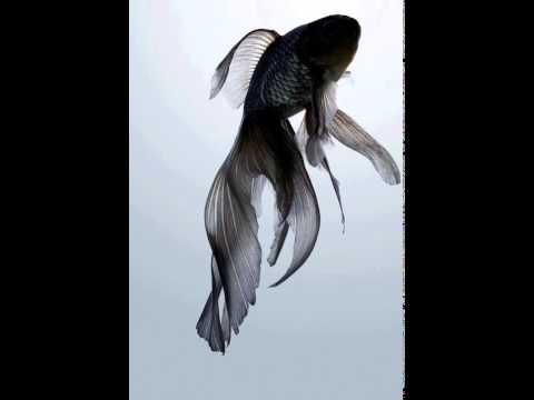 Debra Ohalete- RedBull