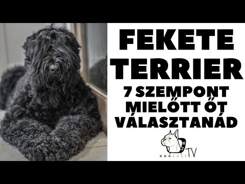 Papilloma vírus kutyák kezelésében - Papillomák kutyákban: okok, tünetek, kezelés, hatások