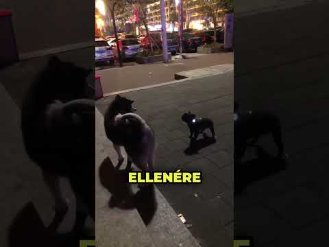 A legviccesebb kutyafajta a világon 😂❤️