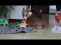 Welsh Corgi Pembroke dogs for sale: Hope - Video 1