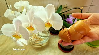 Ne bacajte ljusku od jaja ✅ napravite prirodnu hranu za orhideje i ostalo cvijeće