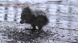 preview picture of video 'Wet Squirrel'