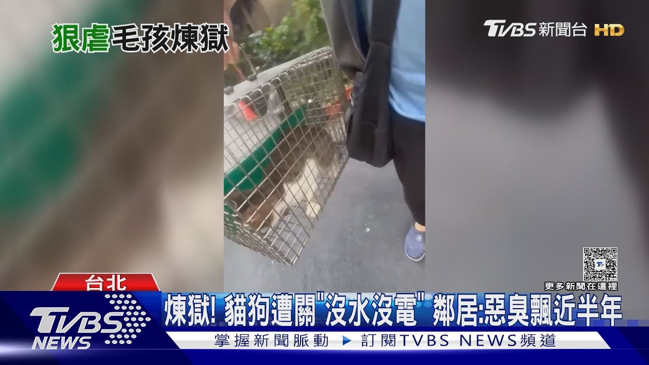 無辜貓狗遭斷水電長囚!台北女狠心棄養「貓爬陽台外求生」鄰痛斥