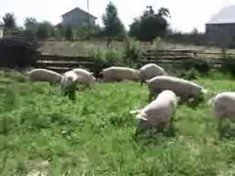 Kurpiowski model różnorodności biologicznej w rolnictwie