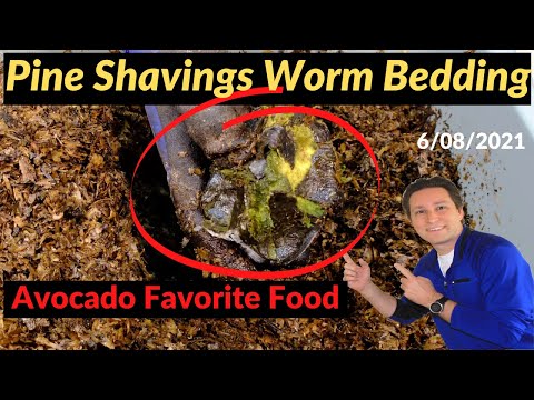 Pine Shavings Worm Bin Special Treat 06/08/2021