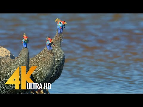 4K Amazing African Birds - African Wildlife Video with Birds Sounds - 2 HRS