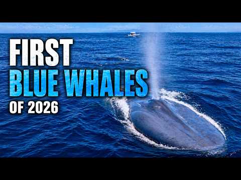 Earth's Largest Animal Returns to San Diego... First Blue Whales of 2026!